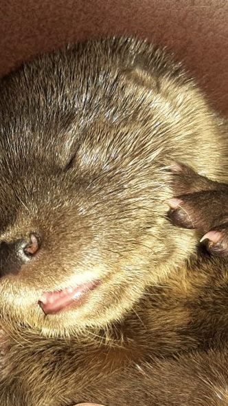 "Bernie" wurde von einer Frau an einem Bach gerettet.