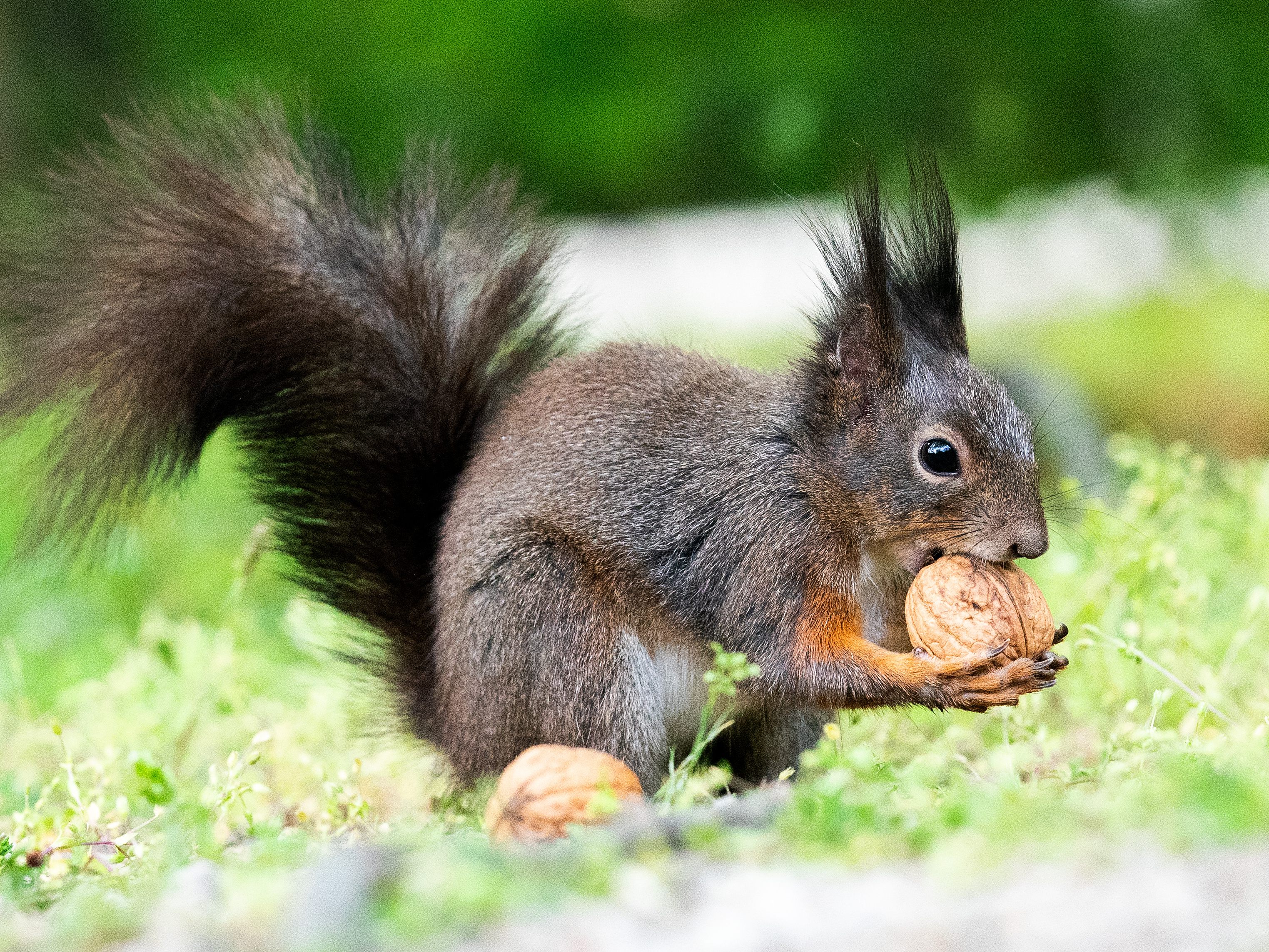 Eichhörnchen sammelt Walnuss-Vorrat Eichhörnchen sammelt Walnuss-Vorrat