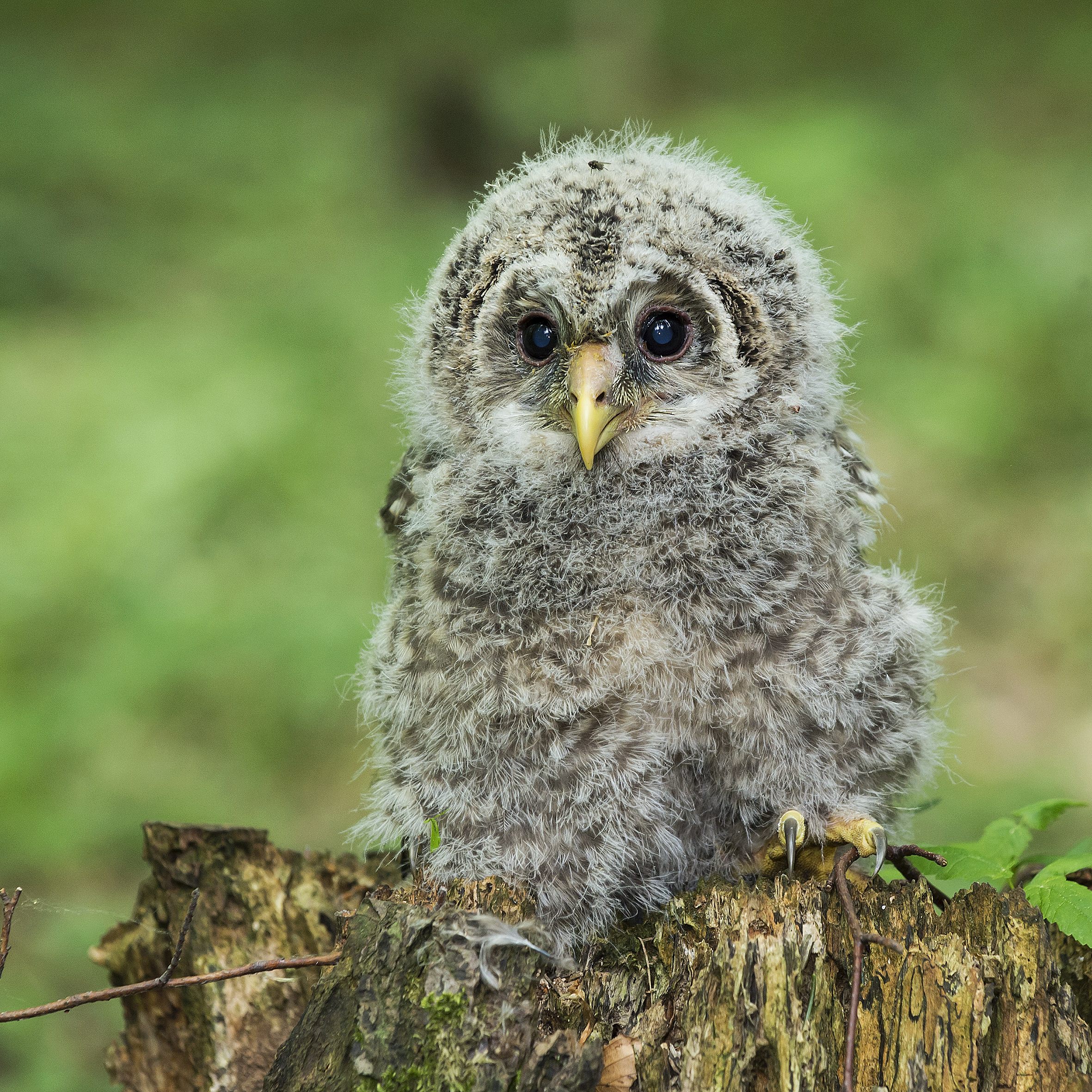 In zehn Jahren wurden 140 Vögel im Wiener Anteil des Wienerwalds freigelassen - nun sind die Haichtskäuze erfolgreich wiederangesiedelt