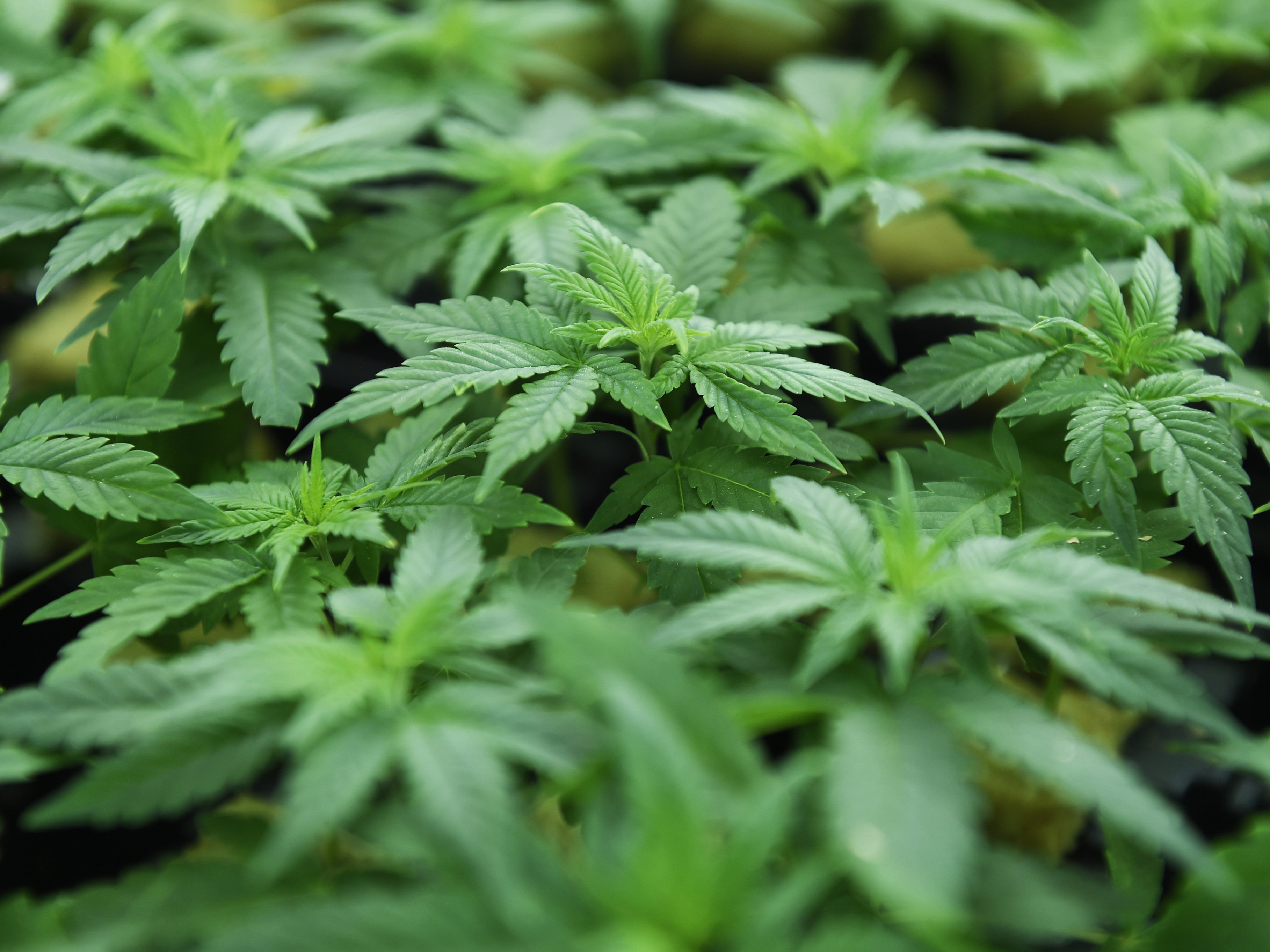 Schreie aus dem Fernseher - Polizisten fanden Cannabispflanzen in Wien-Liesing. Schreie aus dem Fernseher - Polizisten fanden Cannabispflanzen in Wien-Liesing.