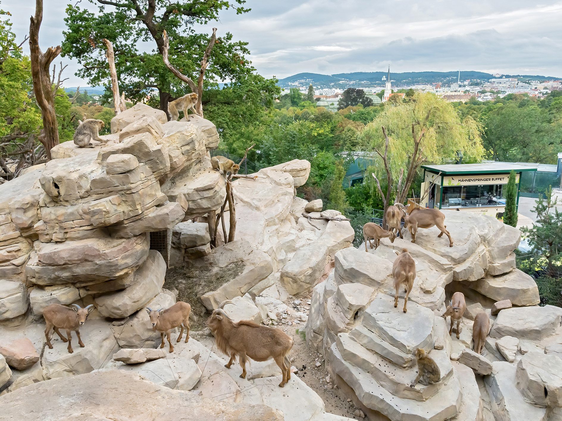 Im Wiener Tiergarten Schönbrunn bezogen die Berberaffen und Mähnenspringer am Donnerstag ihr neues Quartier.