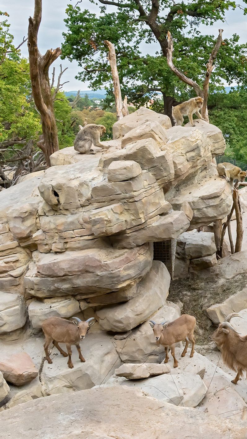 Im Wiener Tiergarten Schönbrunn bezogen die Berberaffen und Mähnenspringer am Donnerstag ihr neues Quartier.