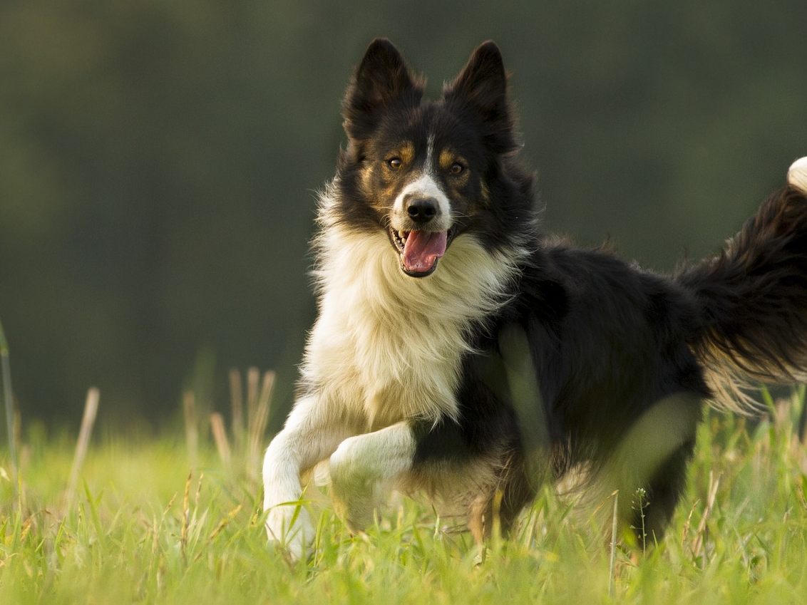 Bordercollie "Dave" stellt Tierärzte vor Rätsel. (Symbolfoto)