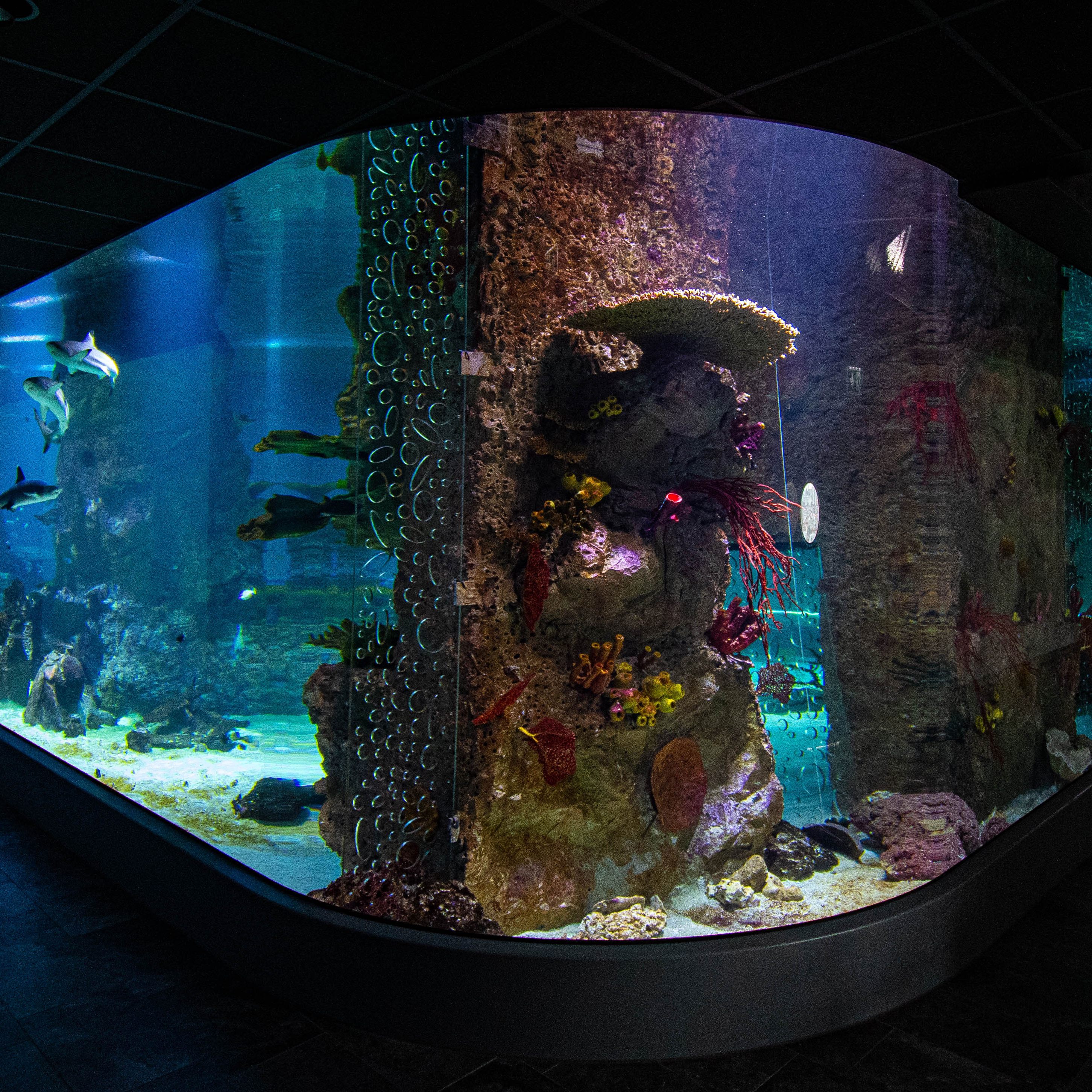 Spektakulär: Das neue 360 Grad-Haibecken im Haus des Meeres