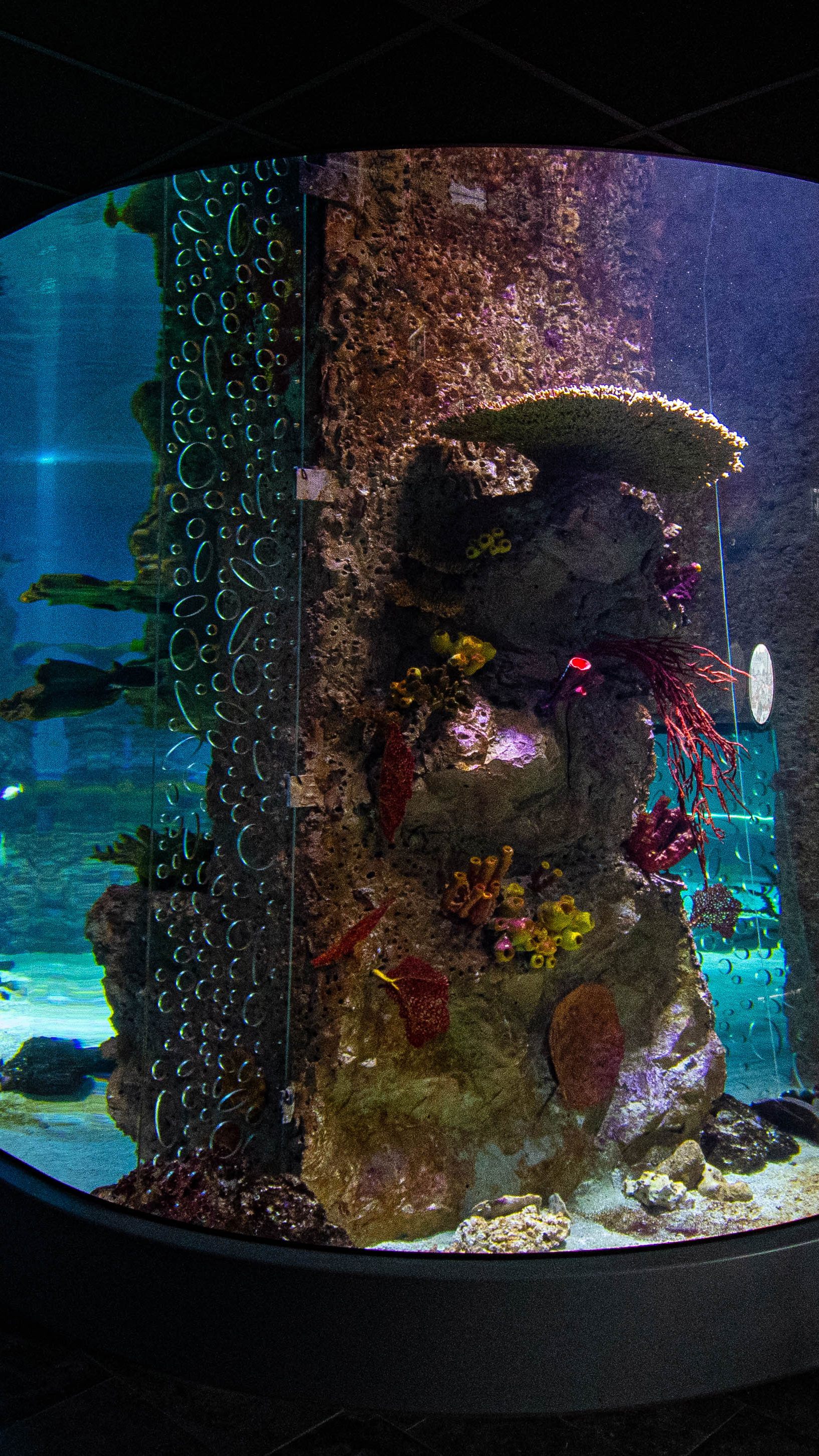 Spektakulär: Das neue 360 Grad-Haibecken im Haus des Meeres