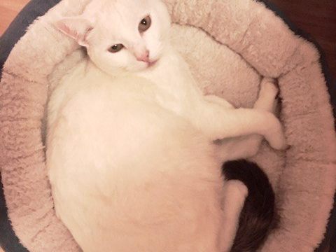 Kater 'Übi'