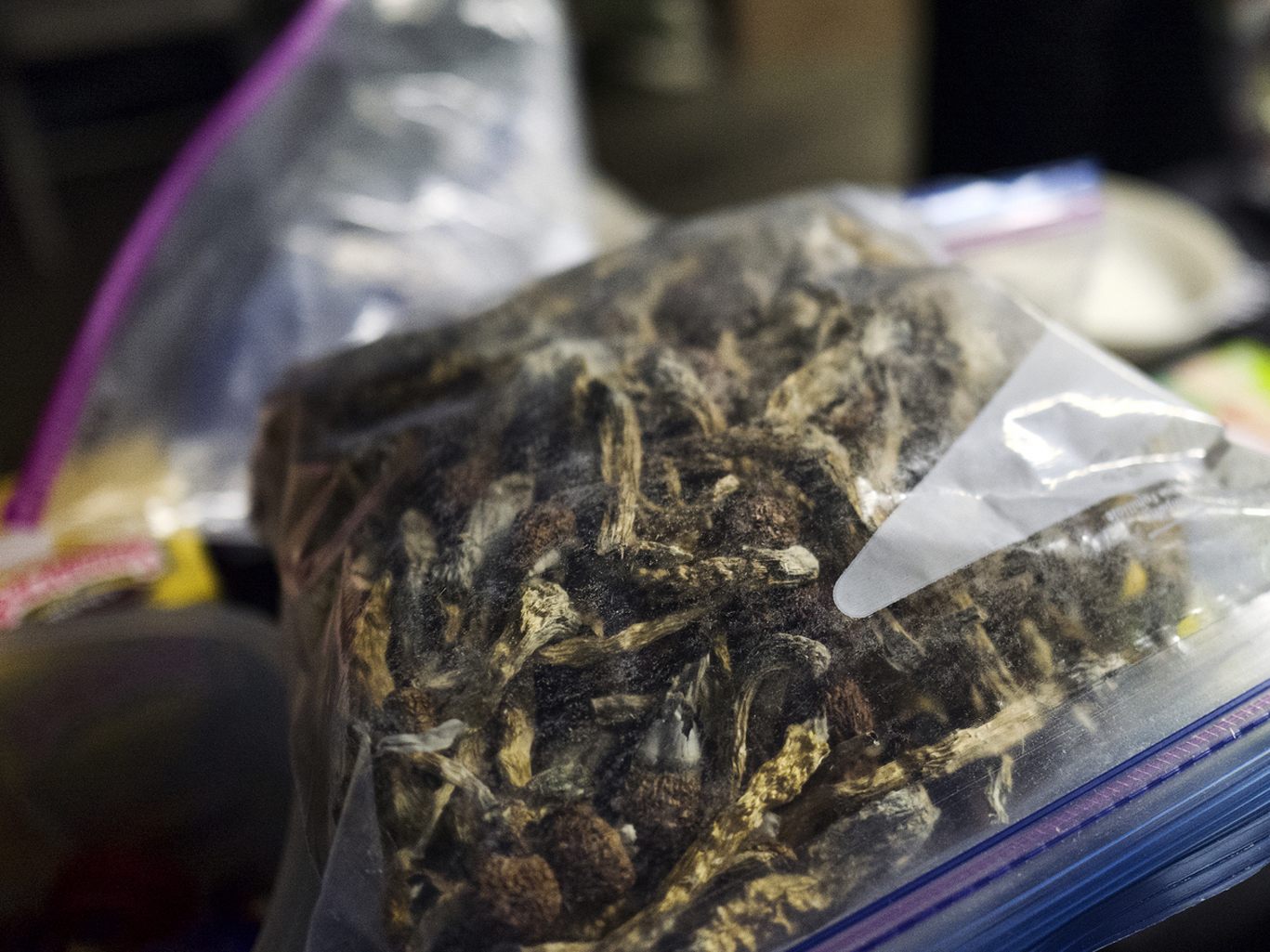 Drogen im Blut: Jugendliche konsumierten Magic Mushrooms