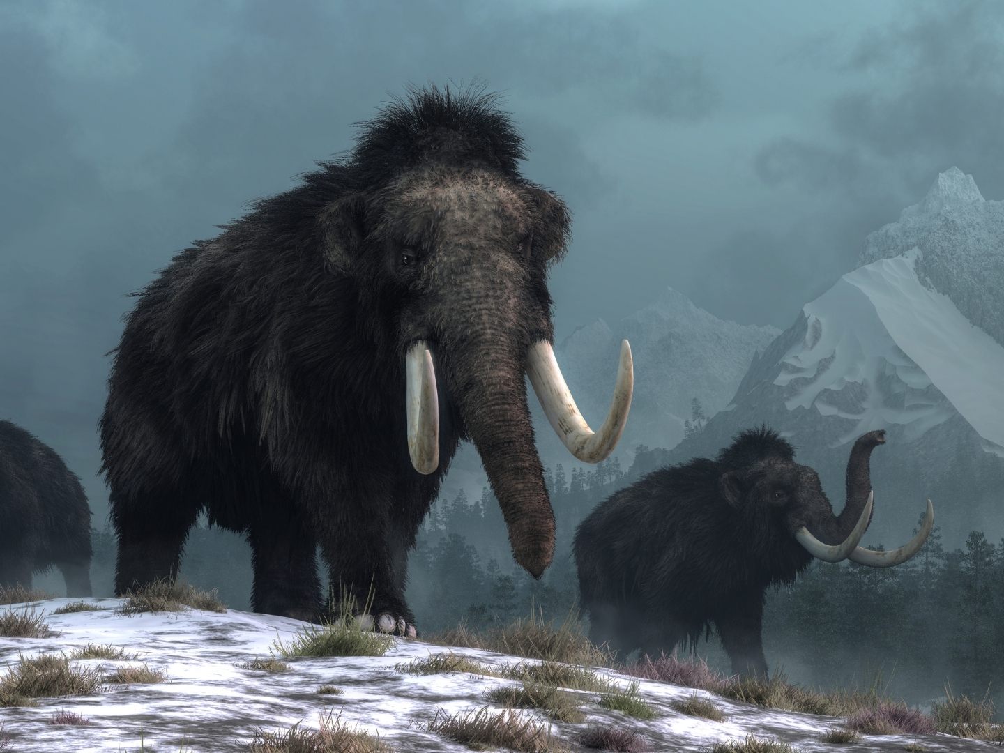 Forscher wollen das Mammut zurückbringen.
