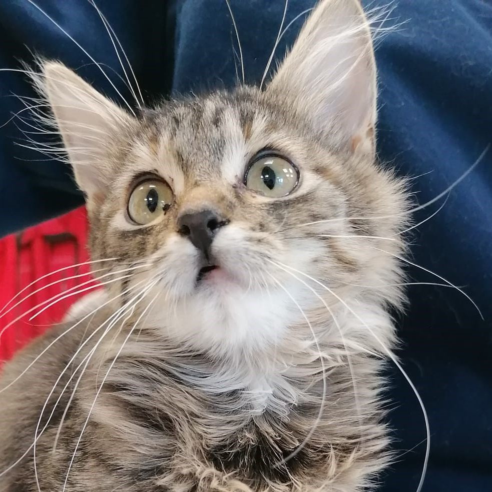 Eine der in Favoriten ausgesetzten Katzendamen: Das ist Viki