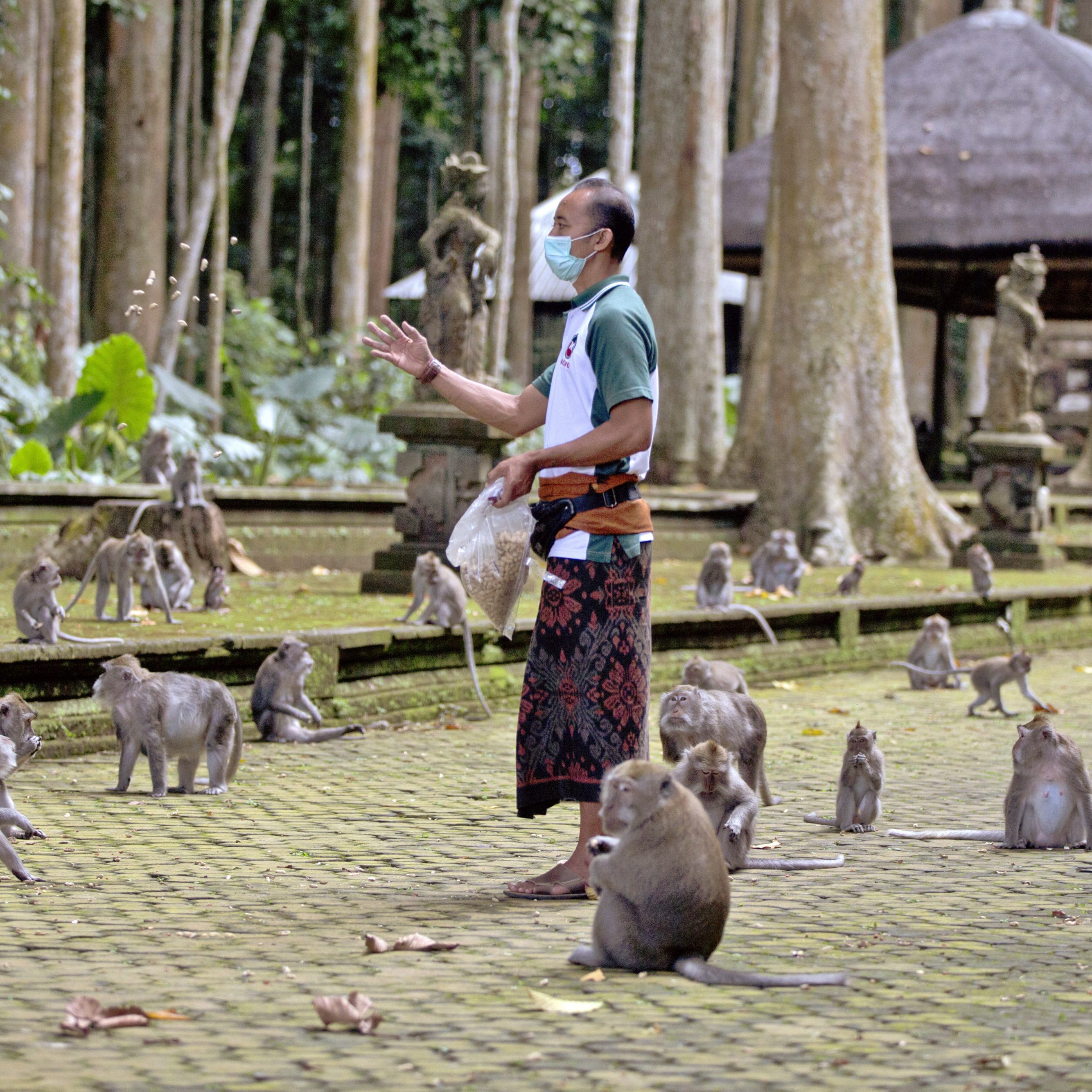 Die Affen vermissen die Fütterungen durch Touristen.