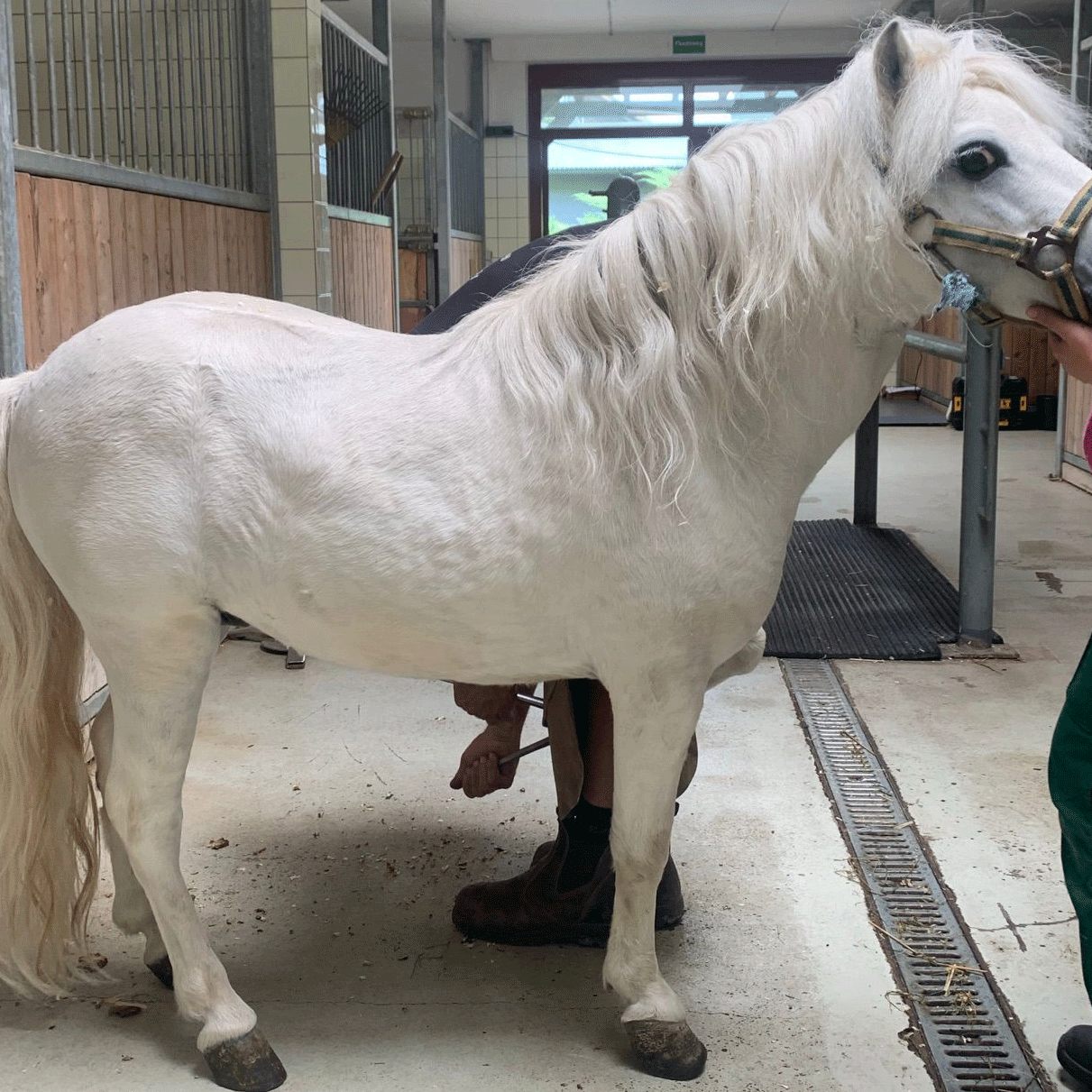 Das verwahrloste Shetlandpony Wickie wird nun von Tierschutz Austria liebevoll aufgepäppelt