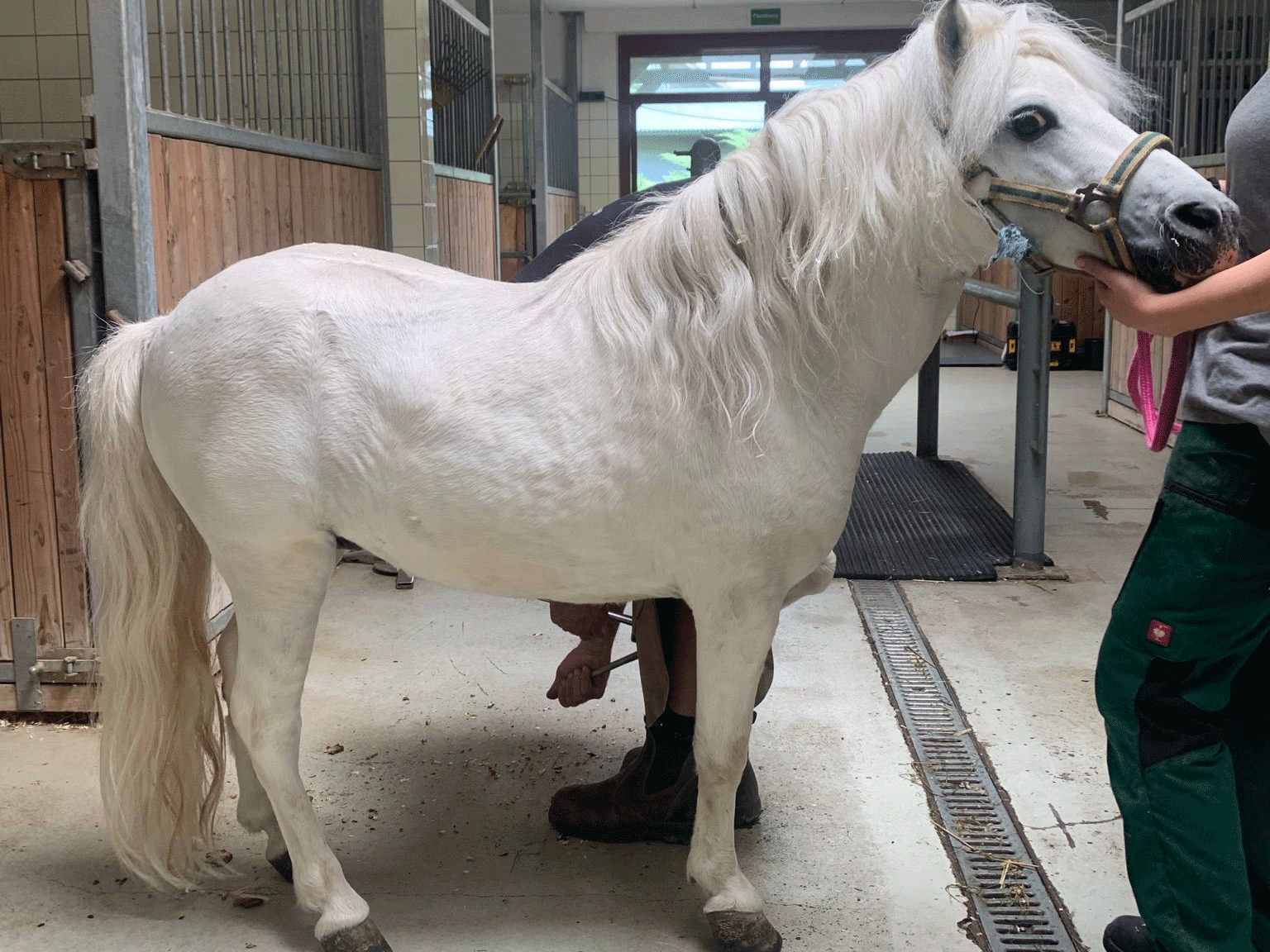 Das verwahrloste Shetlandpony Wickie wird nun von Tierschutz Austria liebevoll aufgepäppelt Das verwahrloste Shetlandpony Wickie wird nun von Tierschutz Austria liebevoll aufgepäppelt