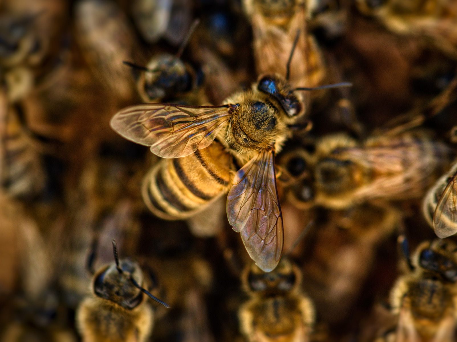 Bienen als Corona-Tester? Das ist offenbar möglich. Bienen als Corona-Tester? Das ist offenbar möglich.