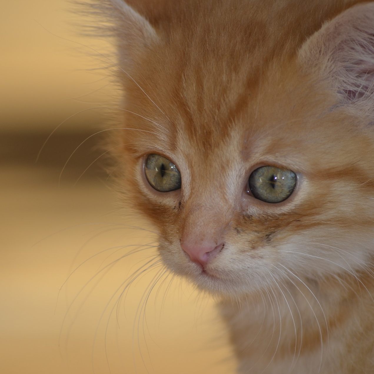 Mehrere Kätzchen wurden in Wien kurzerhand ausgesetzt