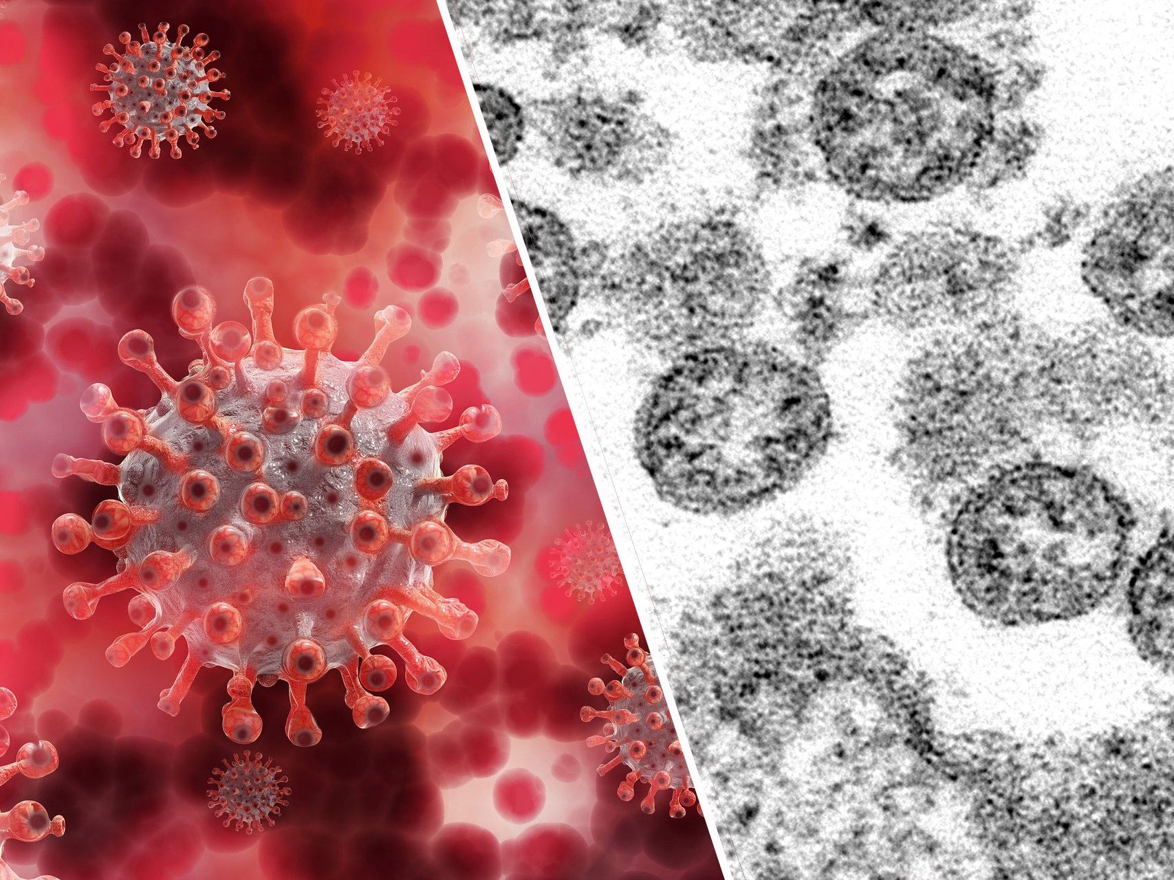"Schöne Coronaviren (l.) werden als harmloser empfunden. "Schöne Coronaviren (l.) werden als harmloser empfunden.