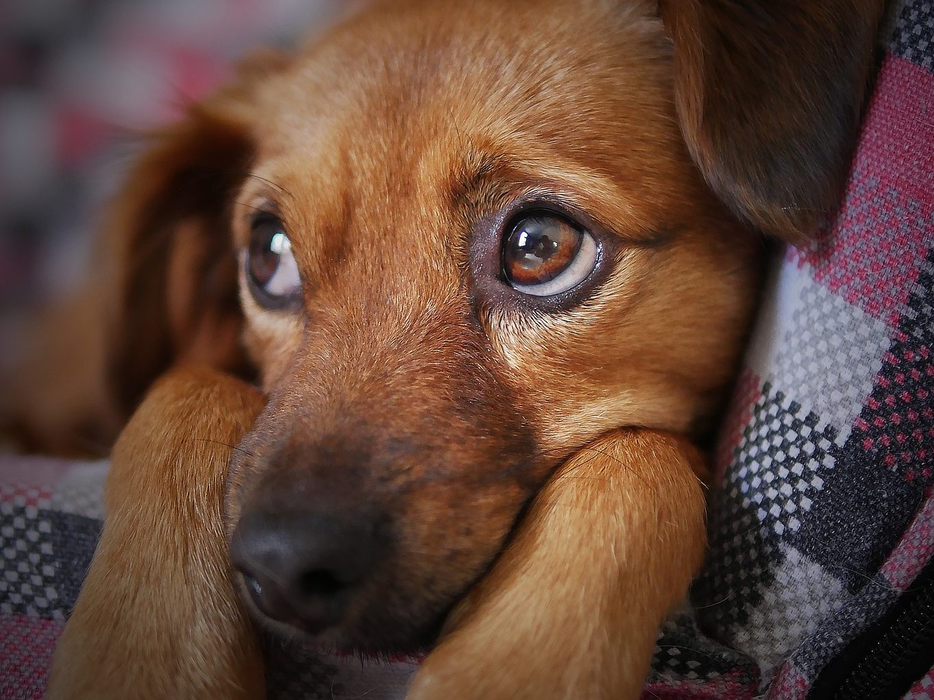 Mit der Gesetzesänderung soll der Import viel zu junger Hunde unterbunden werden.