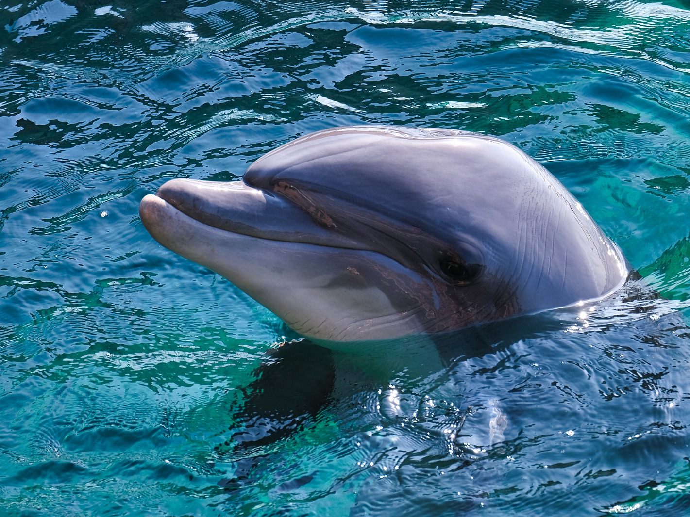 Liebestoller Delfin "Nick" treibt an englischem Badestrand sein Unwesen.
