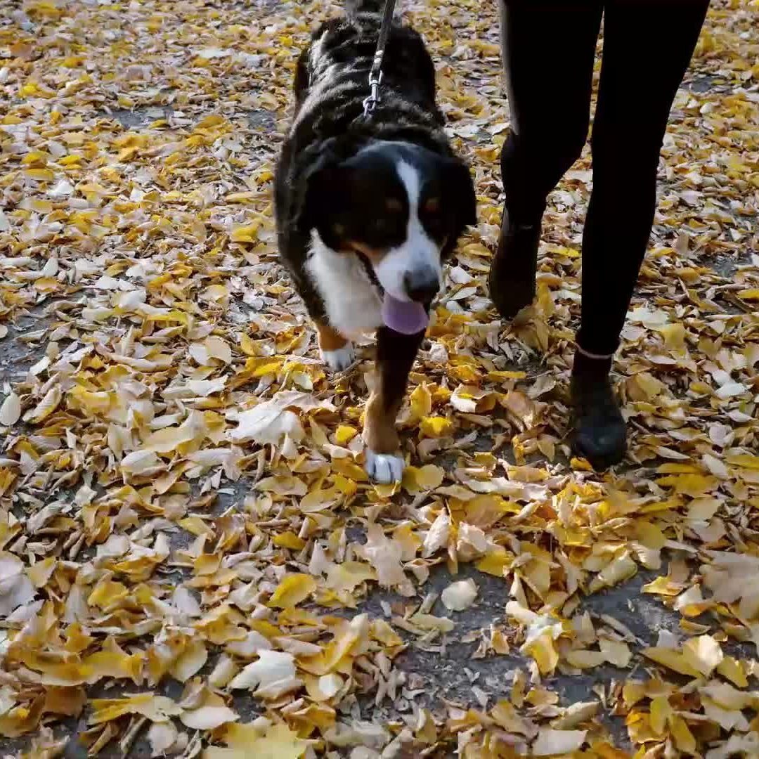 Wenn Hunde mit Kastanien zu spielen beginnen, ist höchste Vorsicht geboten