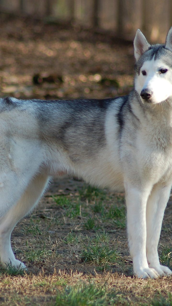 Die Besitzer hatten die Kontrolle über die Huskys verloren.