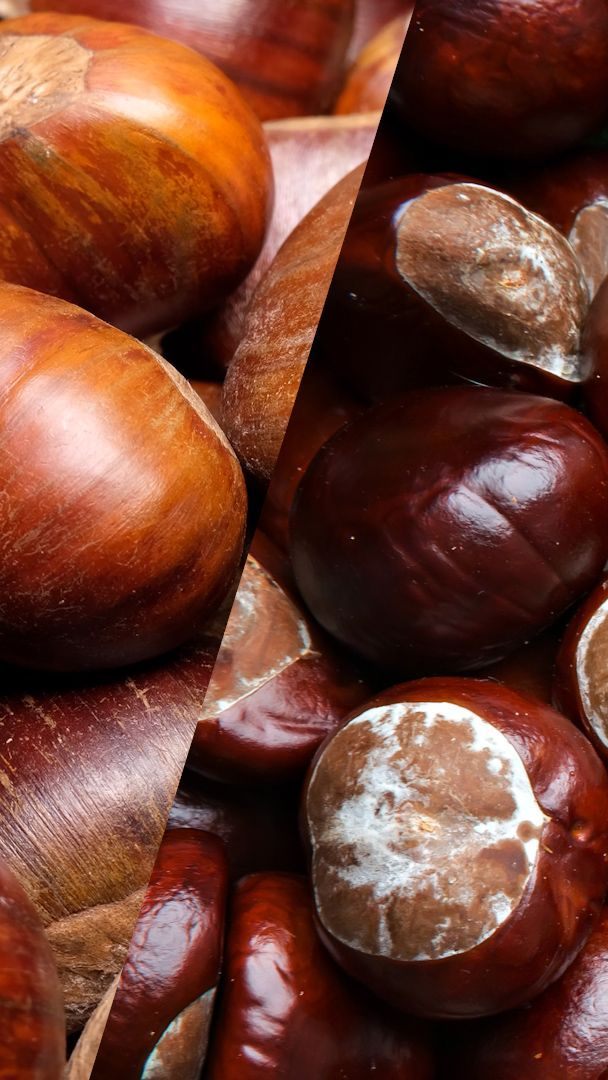 Nicht alle Kastanien sind giftig - doch die Unterscheidung fällt nicht schwer