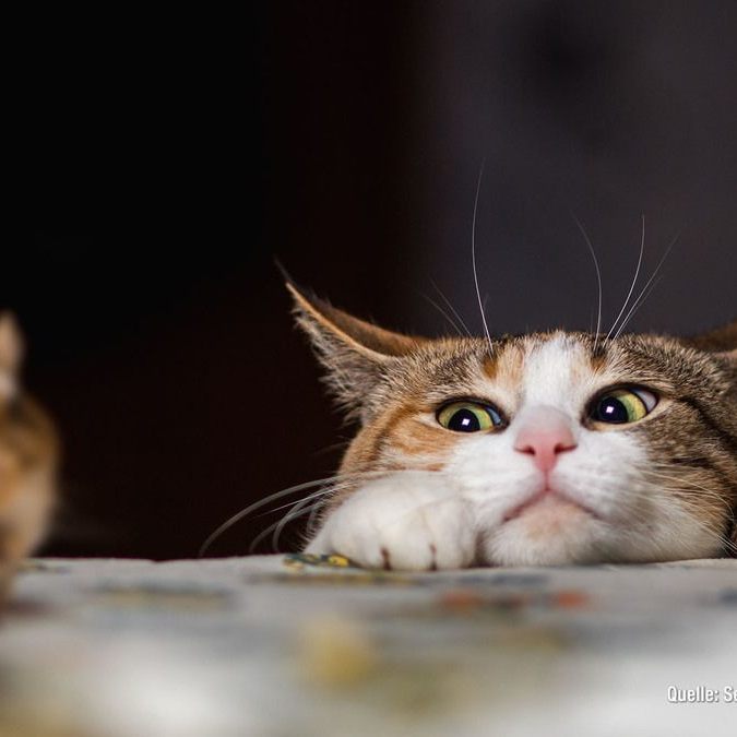 Wenn die Katze uns ein Beutetier heimbringt - ist das kein Geschenk