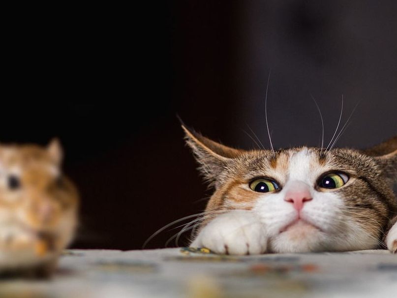 Wenn die Katze uns ein Beutetier heimbringt - ist das kein Geschenk Wenn die Katze uns ein Beutetier heimbringt - ist das kein Geschenk