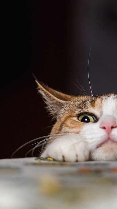 Wenn die Katze uns ein Beutetier heimbringt - ist das kein Geschenk