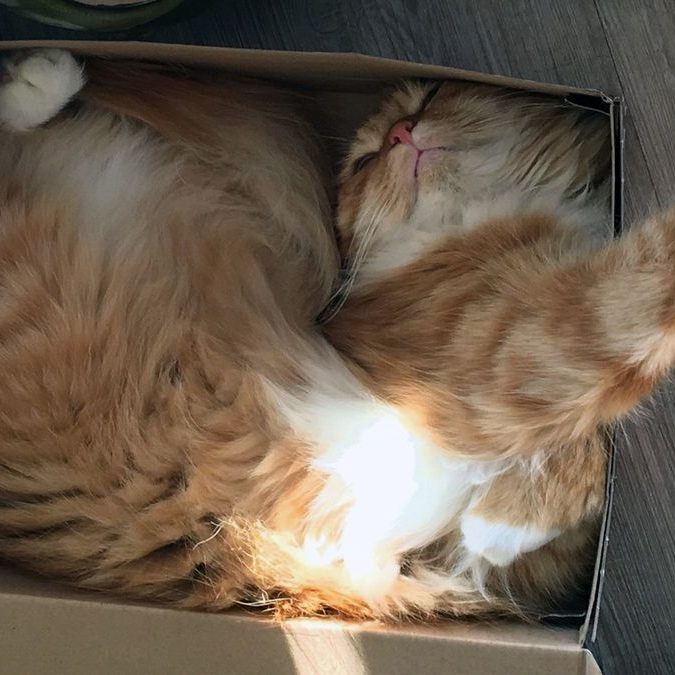 Warum legen sich Katzen liebend gerne in Kartons? Hier erfahren Sie es