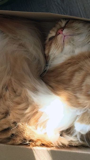 Warum legen sich Katzen liebend gerne in Kartons? Hier erfahren Sie es