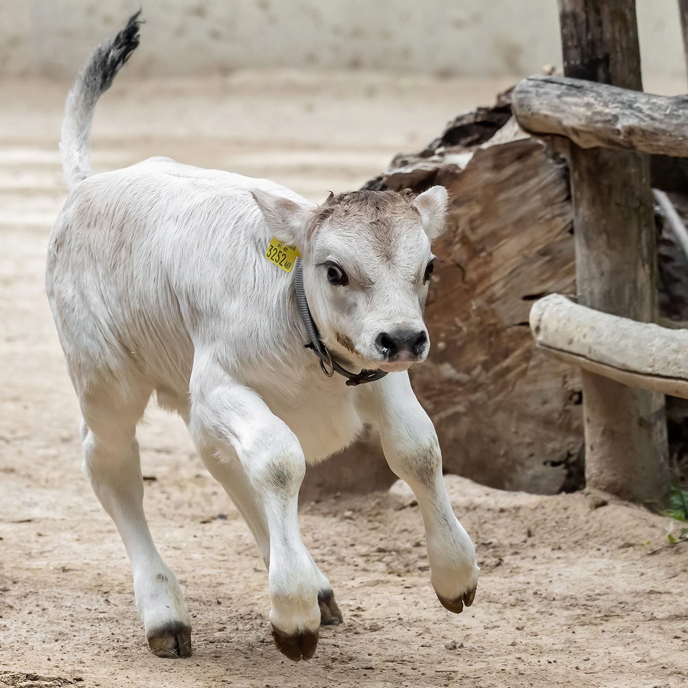 "Kuhler" Nachwuchs am Tirolerhof: Ein Stier namens Seppl
