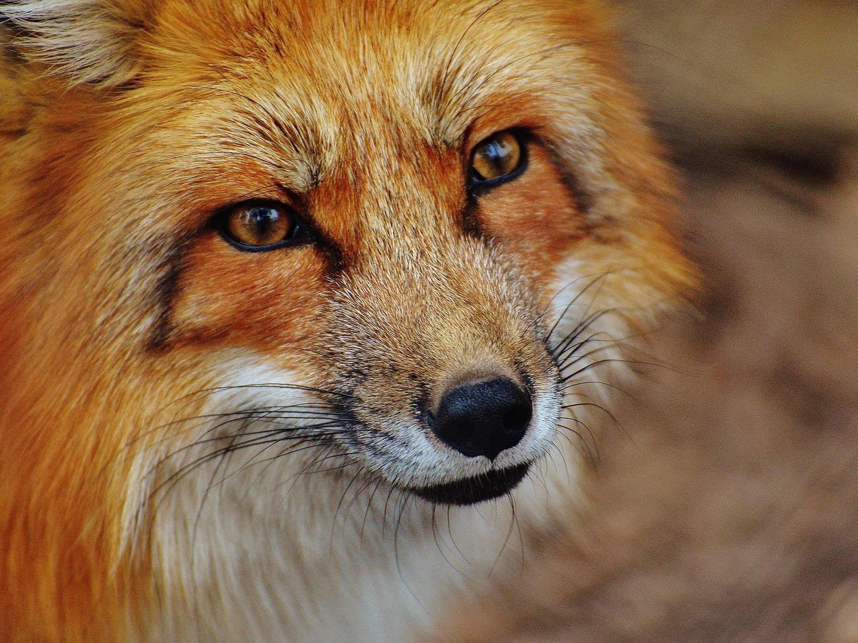 neugieriger Fuchs knabbert an Kamera