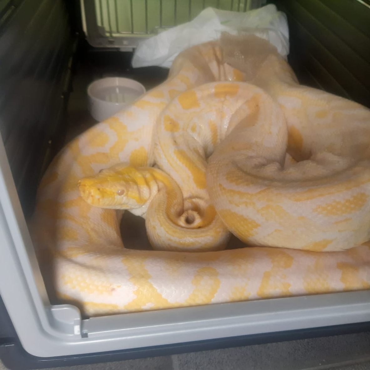 Die Tigerpython ist knapp 4 Meter lang.