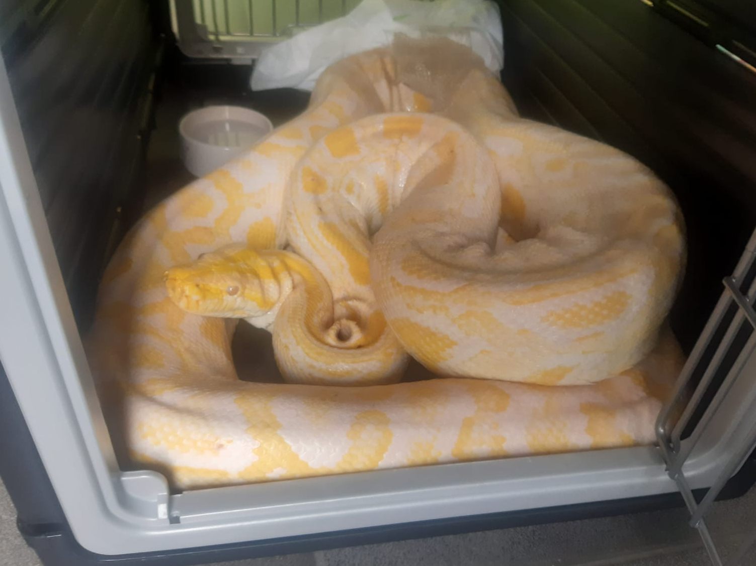 Die Tigerpython ist knapp 4 Meter lang. Die Tigerpython ist knapp 4 Meter lang.