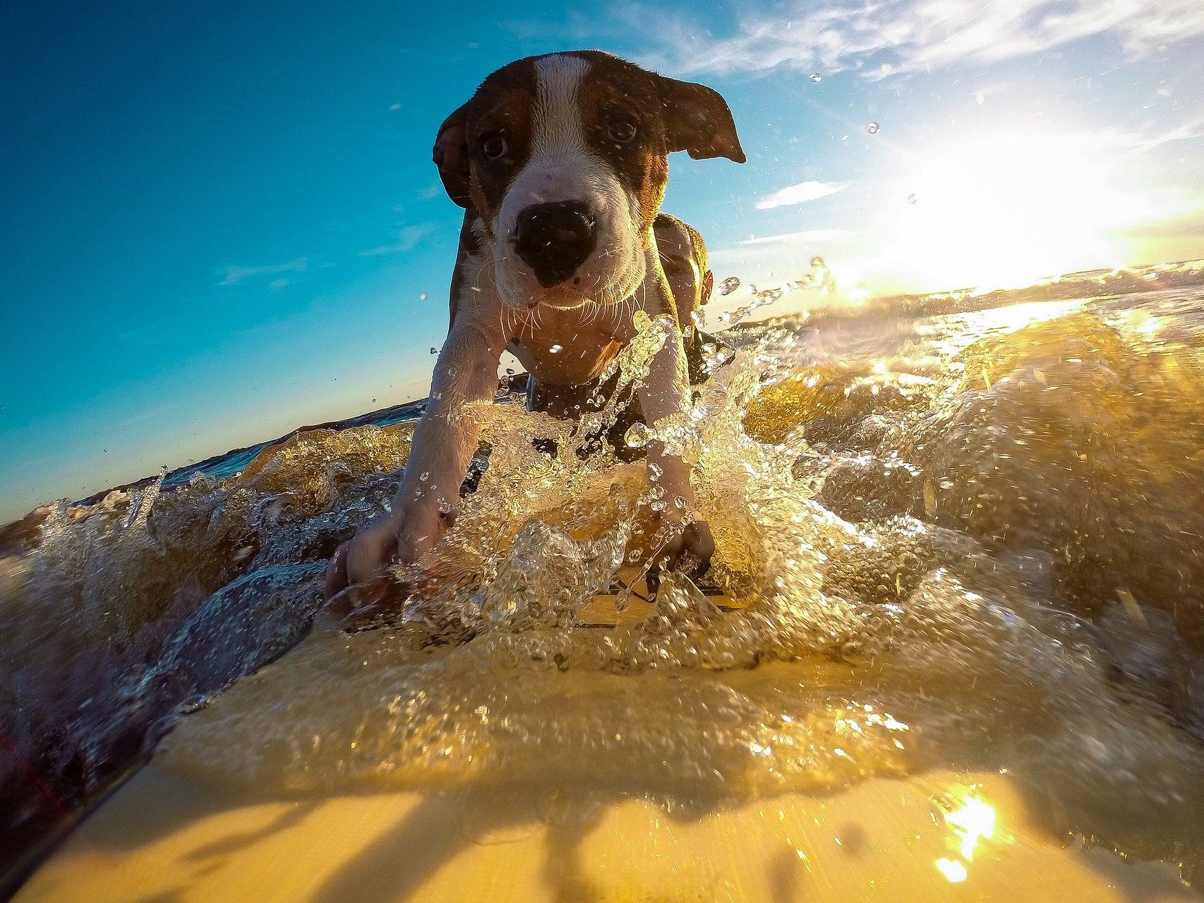 "Surf City Surf Dog" Contest