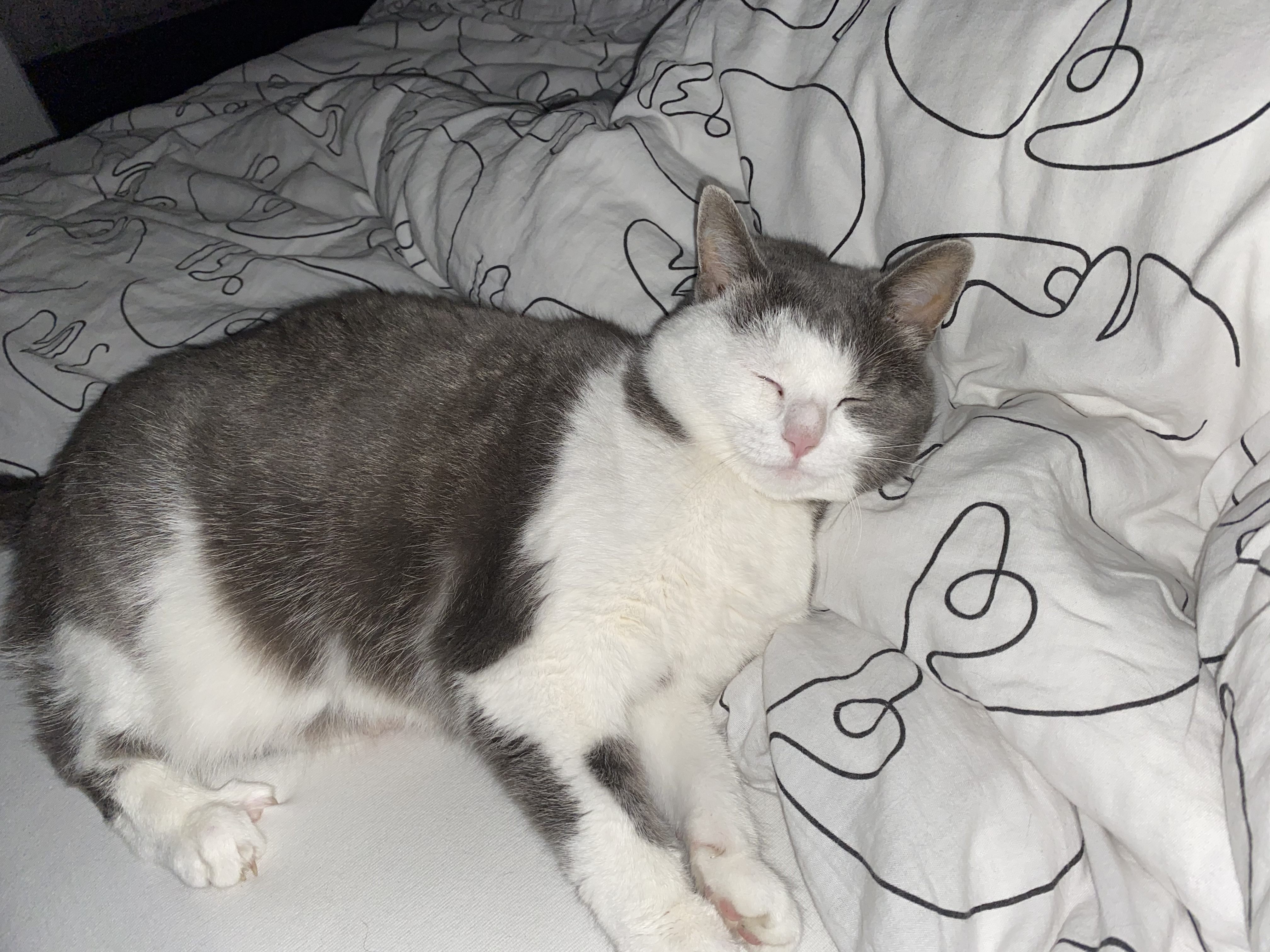 Molly (Merkmale sind Rosa Halsband und knick im schanz) Molly (Merkmale sind Rosa Halsband und knick im schanz)