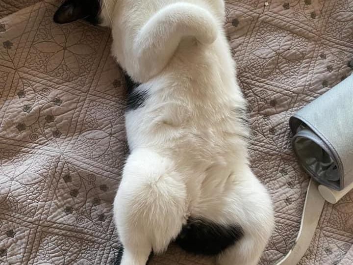 Boo