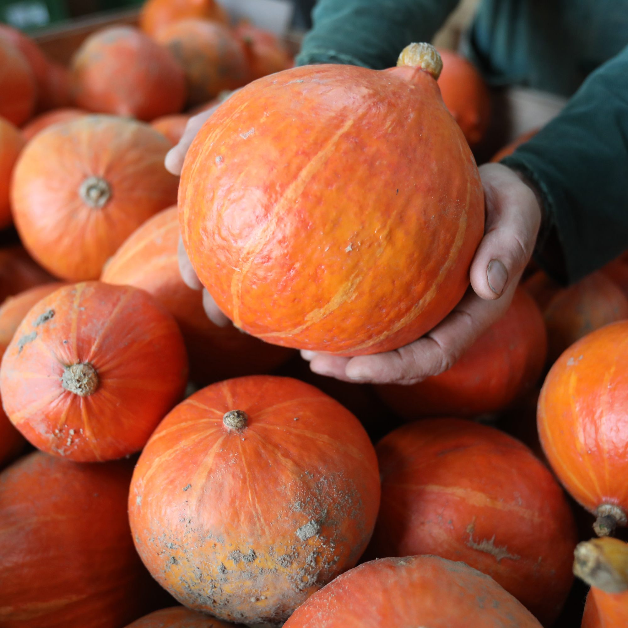 Herbstzeit ist Kürbiszeit