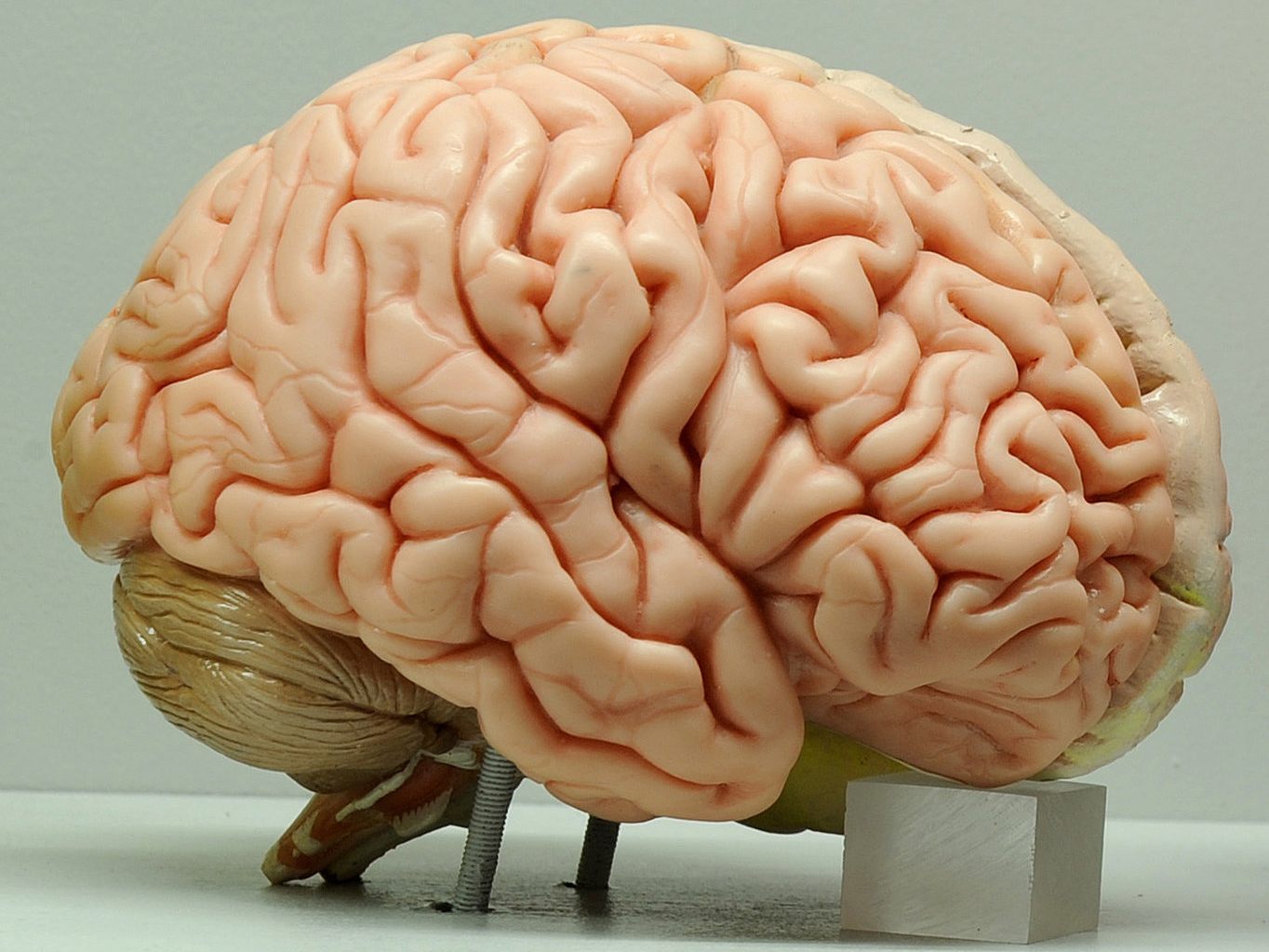 Der Wiener Psychologe jakob Pietschnig räumt in seinem Buch "Intelligenz" mit gängigen Mythen zu dem Thema auf.