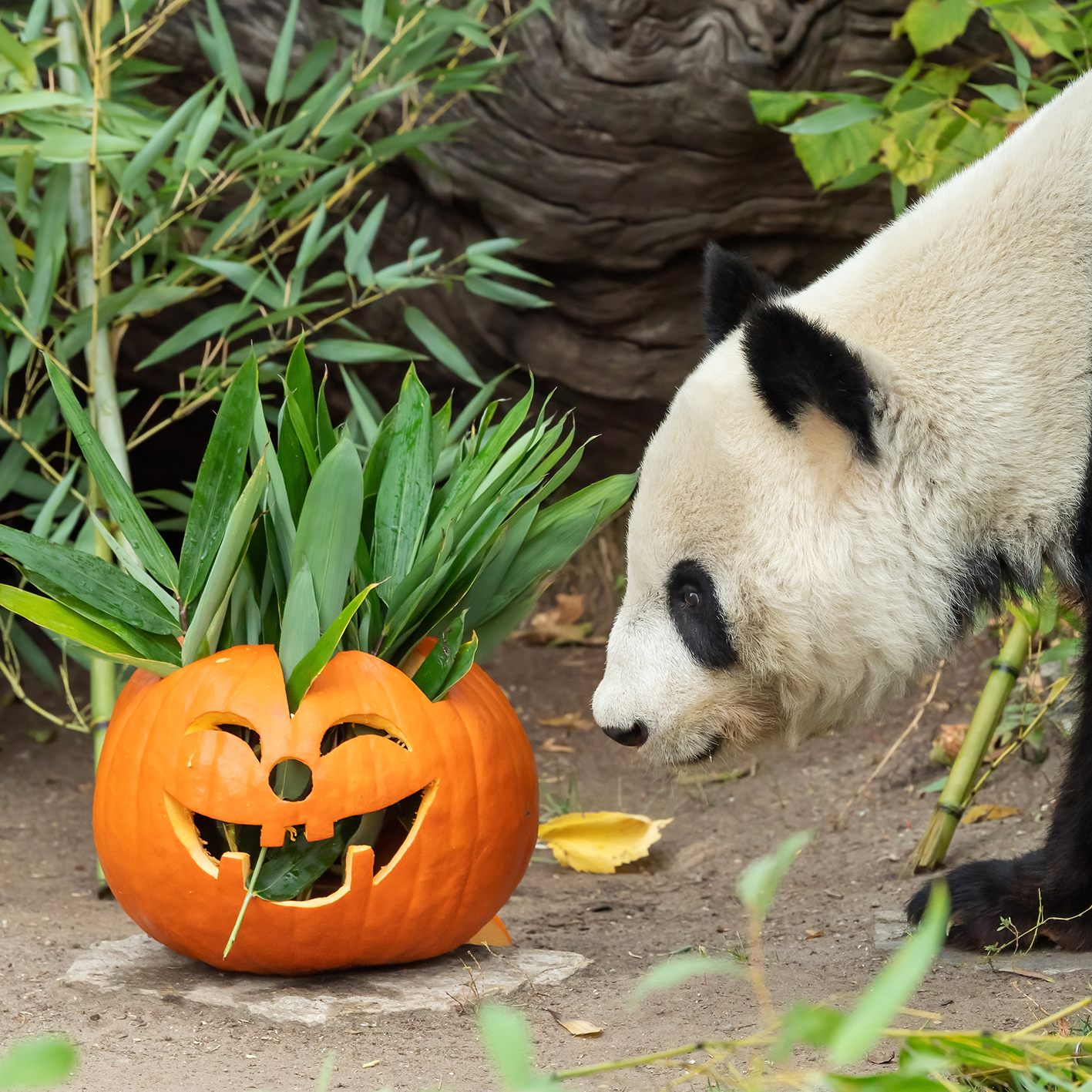 Panda-Weibchen Yang Yang verspeiste ihren Halloween-Kürbis in aller Ruhe.