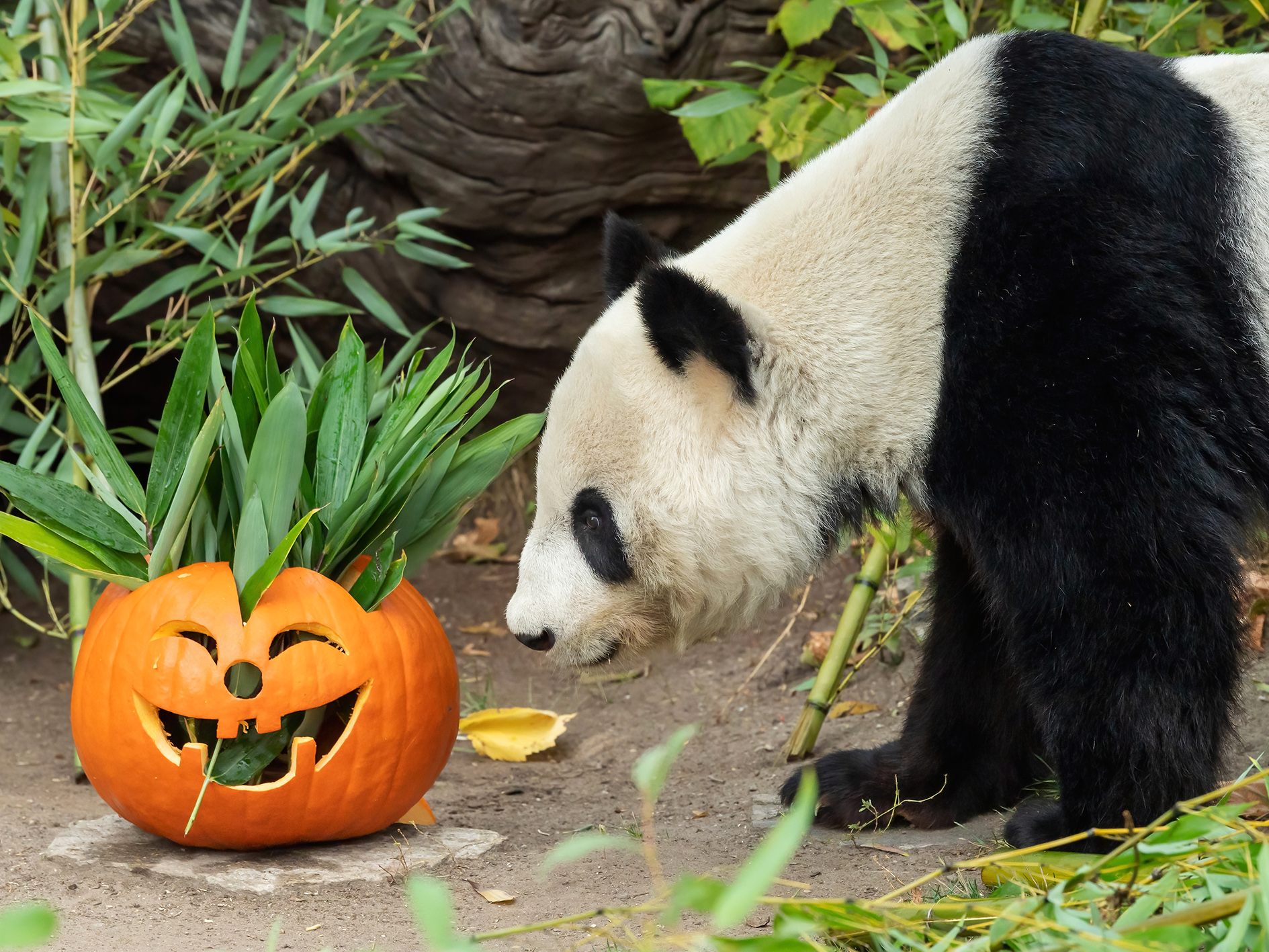 Panda-Weibchen Yang Yang verspeiste ihren Halloween-Kürbis in aller Ruhe.