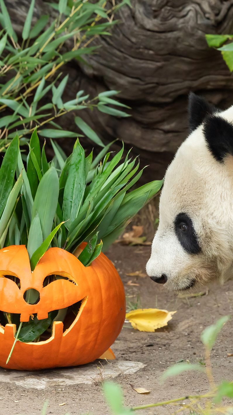 Panda-Weibchen Yang Yang verspeiste ihren Halloween-Kürbis in aller Ruhe.