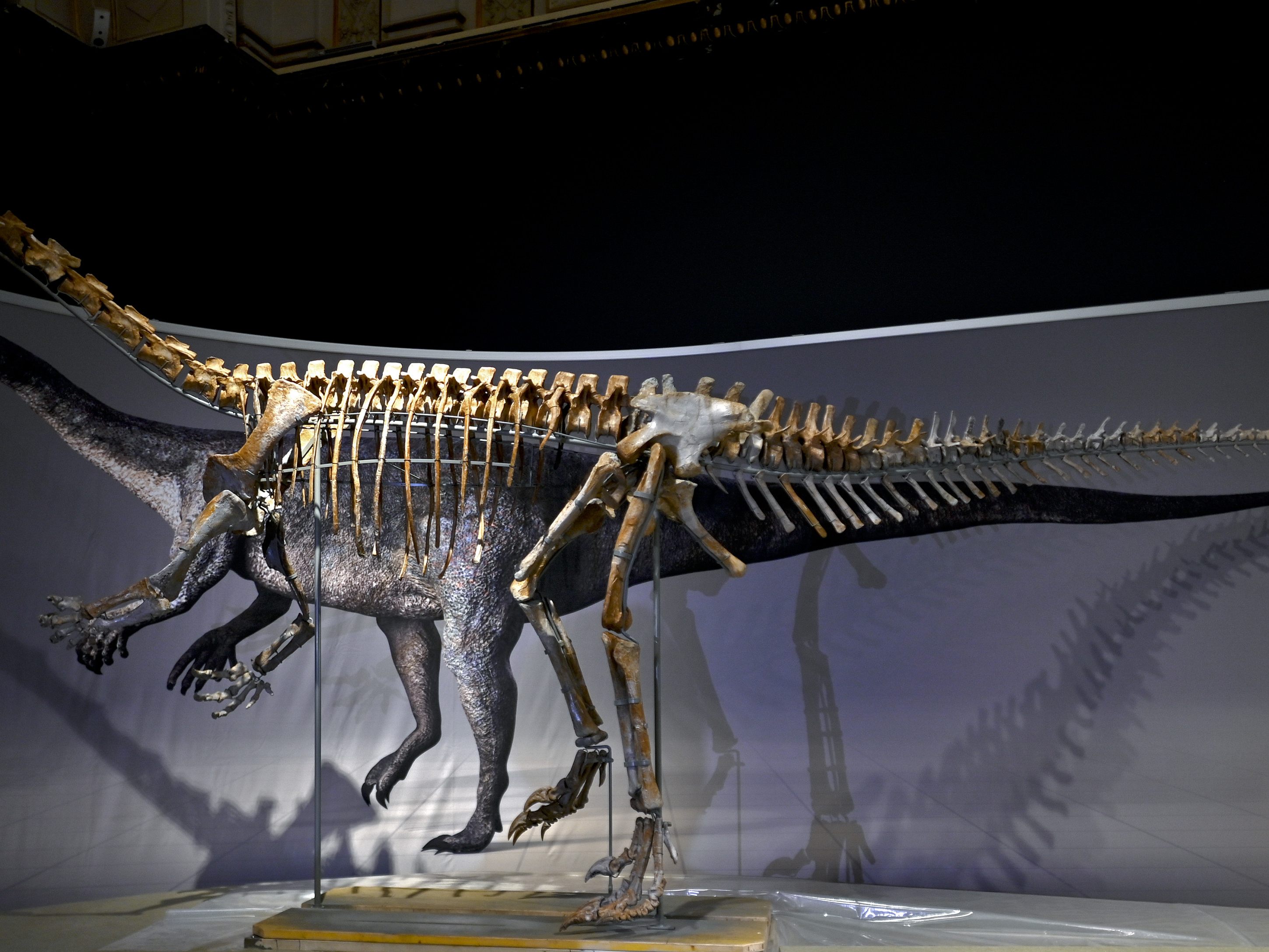 Neu im NHM Wien: Das neu präparierte Skelett eines 210 Millionen Jahre alten Plateosauriers Neu im NHM Wien: Das neu präparierte Skelett eines 210 Millionen Jahre alten Plateosauriers
