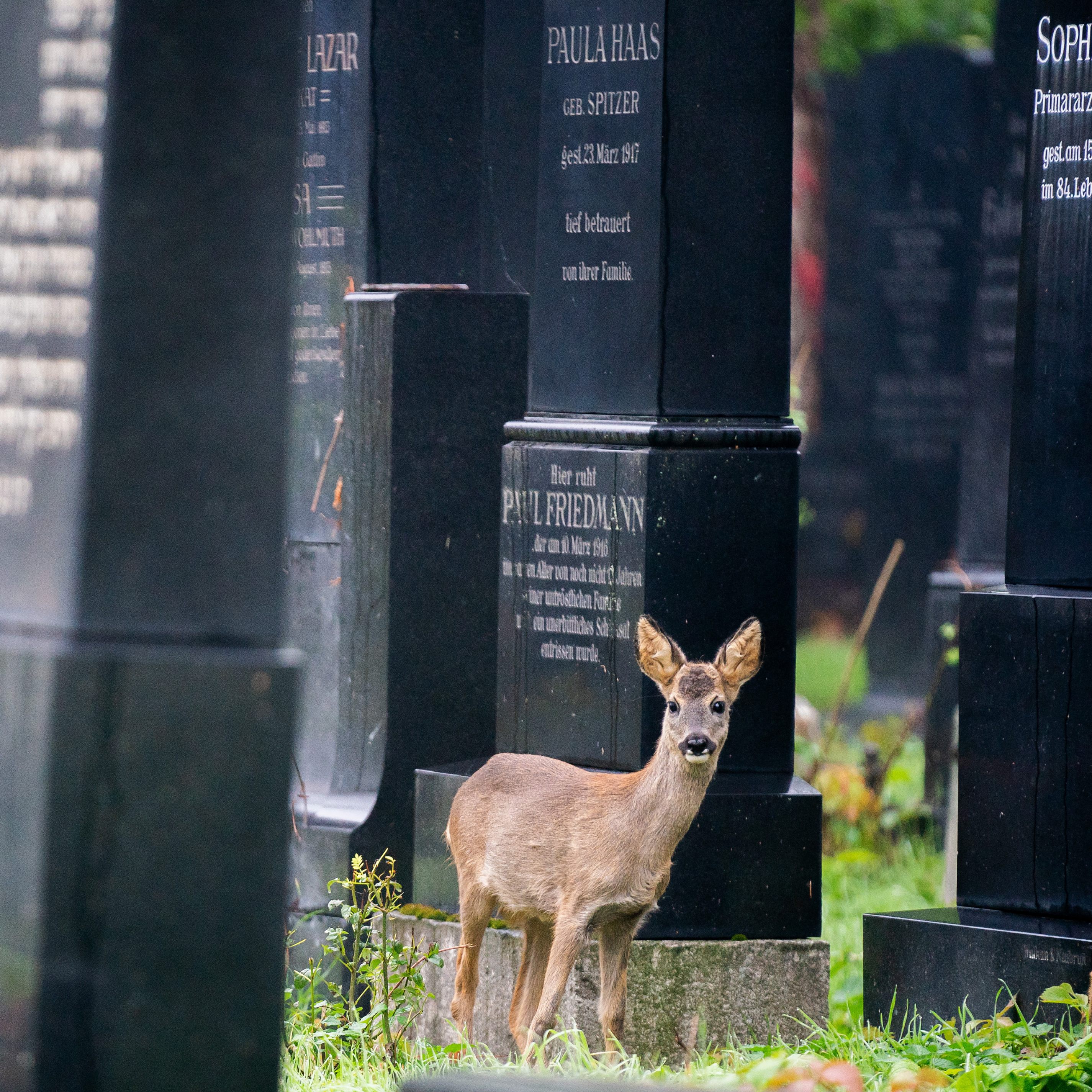 Die Wiener Friedhöfe sind ein willkommener Lebensrauminseln für bedrohte Tiere und Pflanzen.