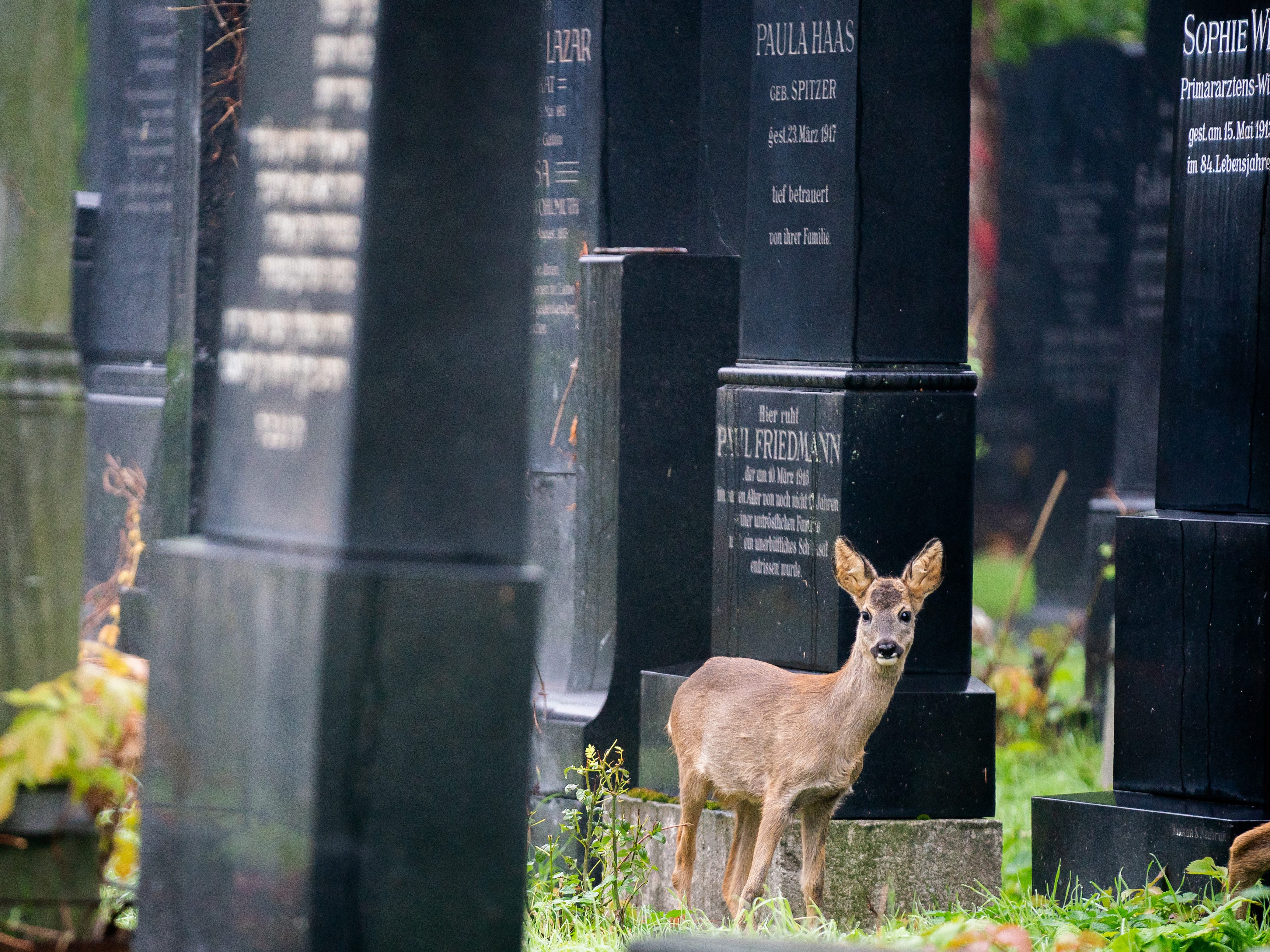 Die Wiener Friedhöfe sind ein willkommener Lebensrauminseln für bedrohte Tiere und Pflanzen.