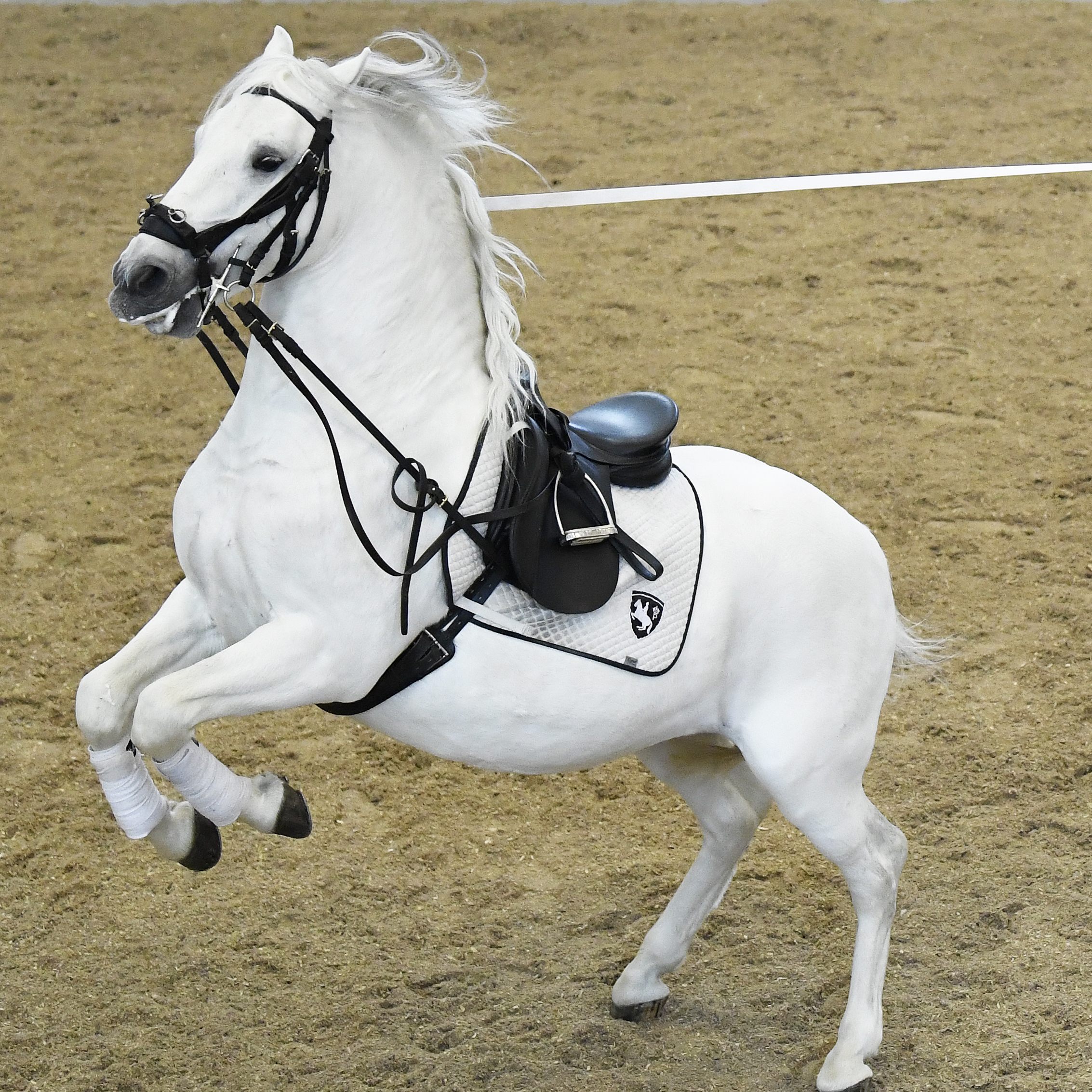 Der RH ortet einen Bewegungsmangel bei den Lipizzanern.
