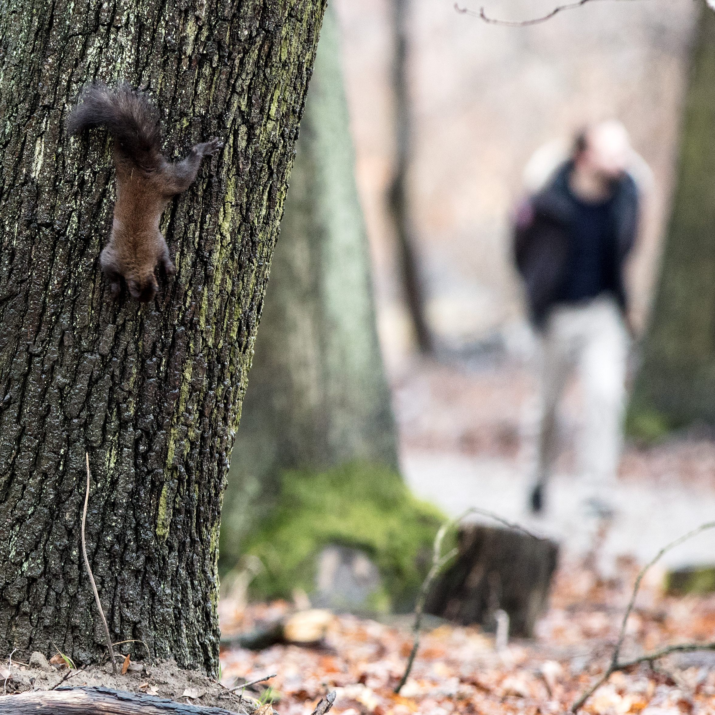 Der Lainzer Tiergarten im 13. Wiener Gemeindebezirk ist auch 2021 im Winter für Besucher geöffnet.