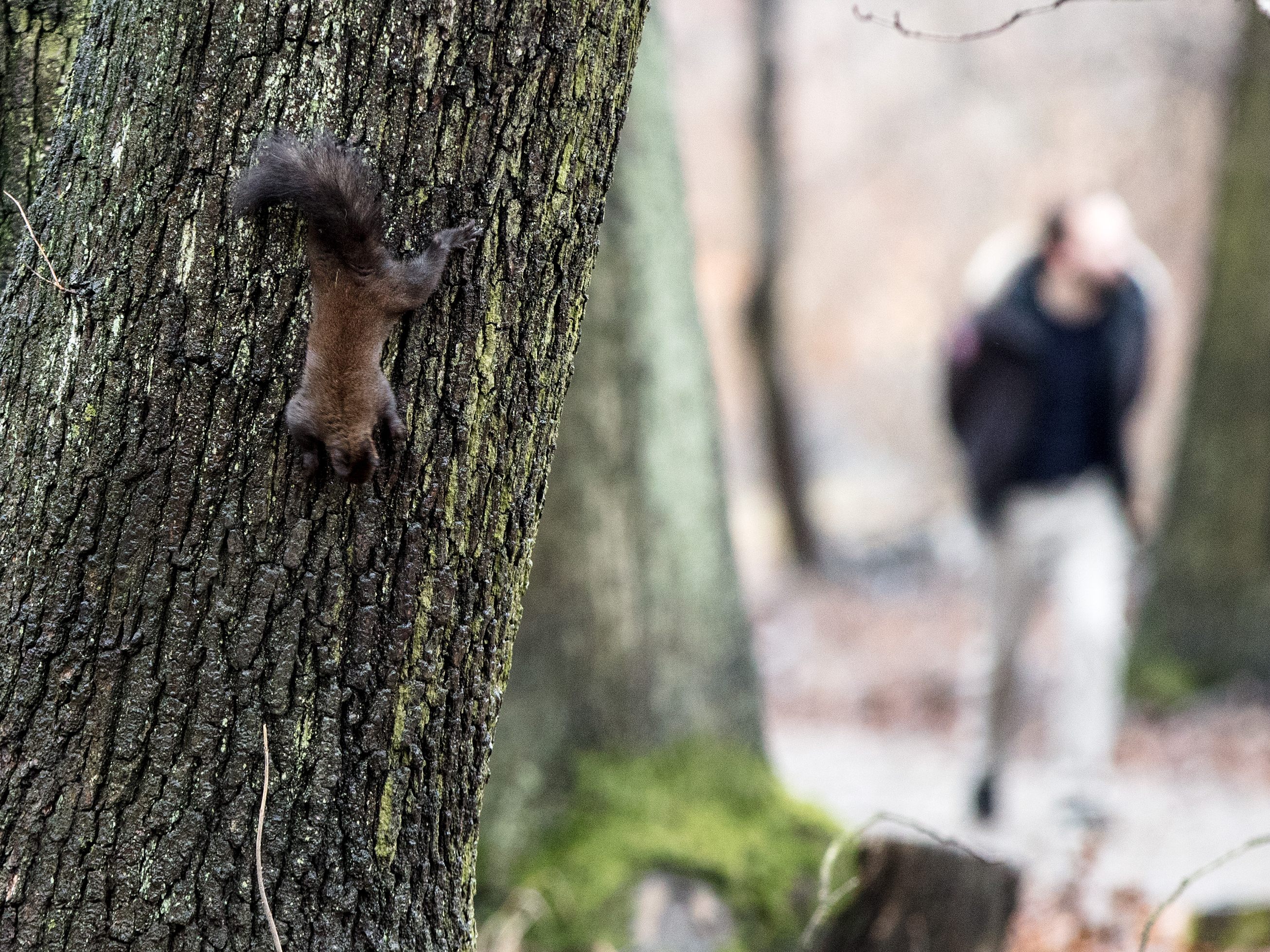 Der Lainzer Tiergarten im 13. Wiener Gemeindebezirk ist auch 2021 im Winter für Besucher geöffnet.