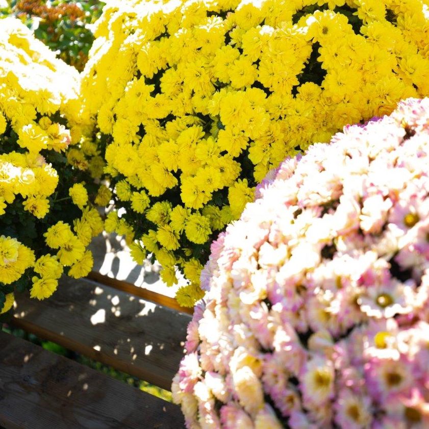 Blühende Hingucker in herbstlichen Zeiten.