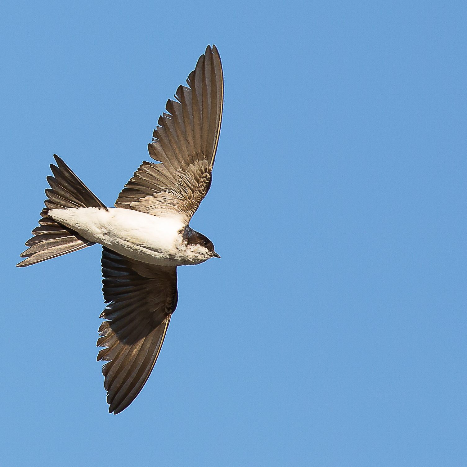 Der Vogel des Jahres 2022: Die Mehlschwalbe im Flug