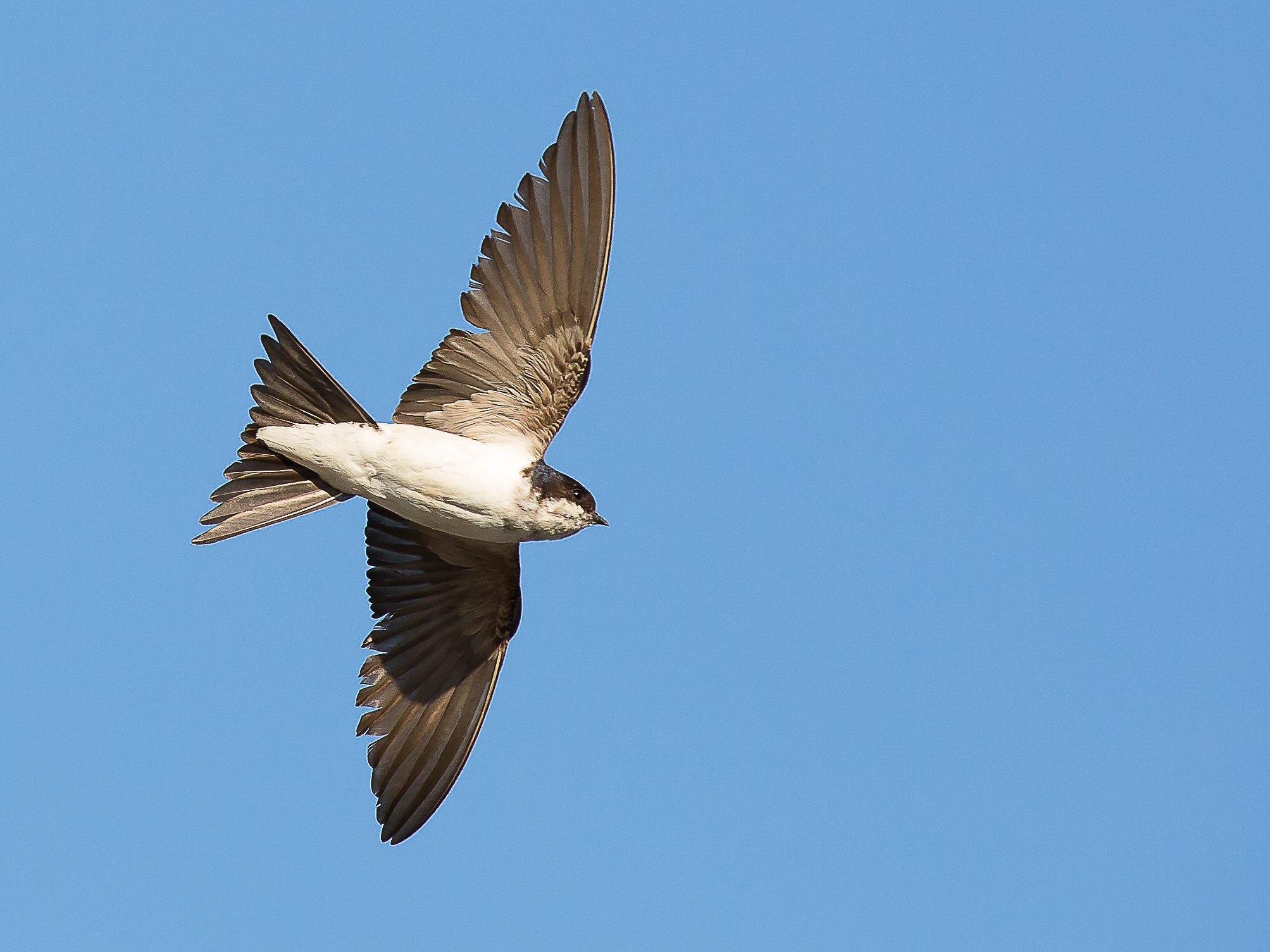 Der Vogel des Jahres 2022: Die Mehlschwalbe im Flug Der Vogel des Jahres 2022: Die Mehlschwalbe im Flug